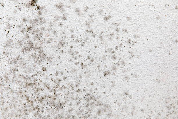 Best Residential Mold Inspection & Testing  in St Clair, MO