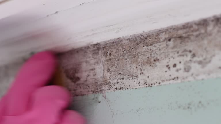 Best Mold Remediation for Healthcare Facilities  in St Clair, MO